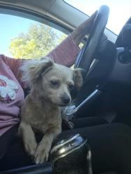 Found/Stray Female Dog last seen Behind Tennis courts in Longleaf, Longleaf, FL 34655