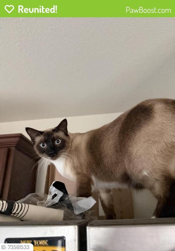 Reunited Male Cat last seen Saint Thomas The Apostle Catholic Church. Ed Willkie Middle School., Fort Worth, TX 76179