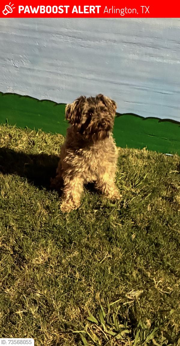 Lost Male Dog last seen summit hs, Arlington, TX 76001