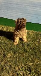 Lost Male Dog last seen summit hs, Arlington, TX 76001