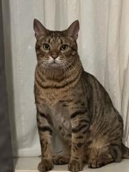 Reunited Male Cat last seen Albany Avenue & President Street, Brooklyn, NY 11213