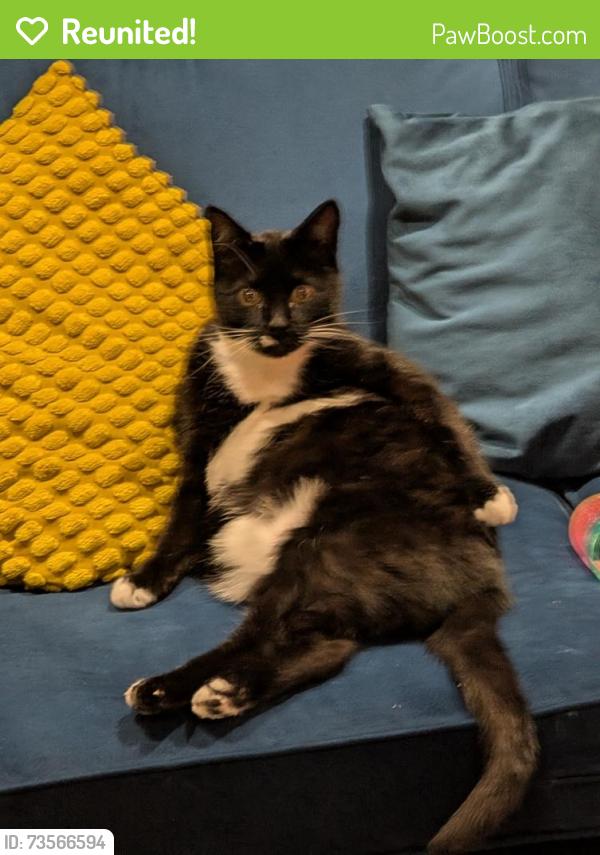 Reunited Male Cat last seen Three mile water, Antrim and Newtownabbey, Northern Ireland BT36 6AN