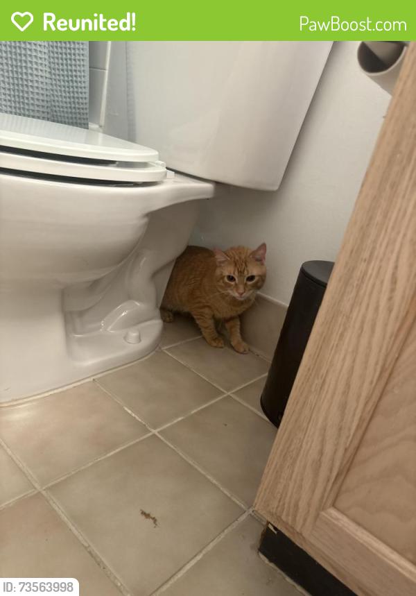Reunited Male Cat last seen Heirloom Giant on 2nd street, Philadelphia, PA 19123
