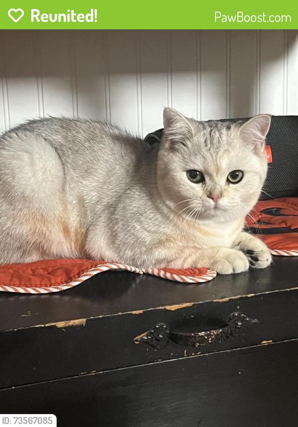 Reunited Unknown Cat last seen Burbank and Lankershim, Los Angeles, CA 91601