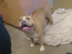 Shelter Stray Female Dog last seen JERRANDY CT/FLETCHER FARMS DR, 95828, 3839 Bradshaw Rd, Sacramento, CA 95827, USA