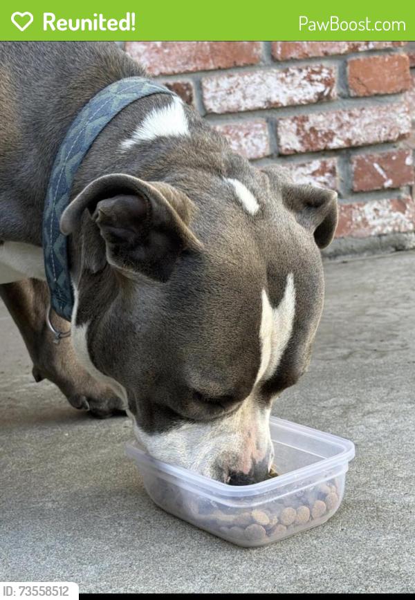 Reunited Male Dog last seen Colonial heights, Stockton, CA 95202