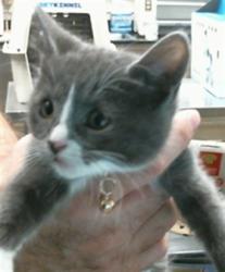 Shelter Stray Female Cat last seen SORENTO RD/BLACKTOP RD, 95673, 3839 Bradshaw Rd, Sacramento, CA 95827, USA