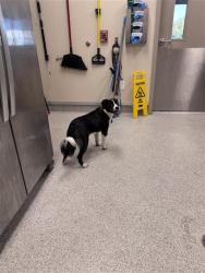 Shelter Stray Male Dog last seen BOND RD / ELK GROVE FLORIN RD, 9150 Union Park Way, Elk Grove, CA 95624, USA