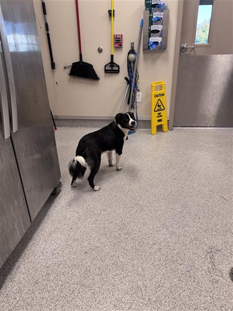 Shelter Stray Male Dog last seen BOND RD / ELK GROVE FLORIN RD, 9150 Union Park Way, Elk Grove, CA 95624, USA