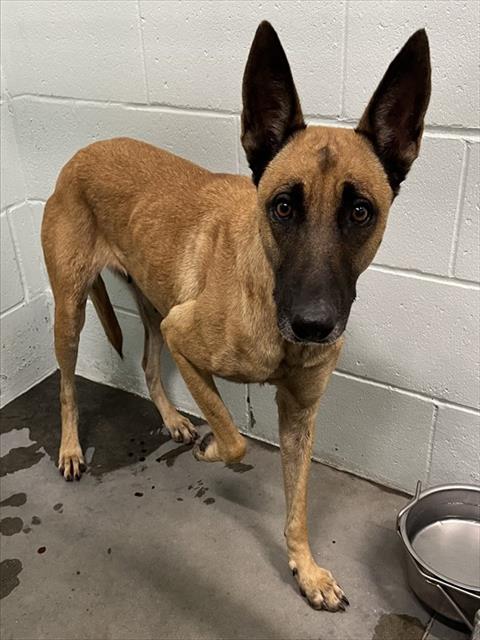 Shelter Stray Female Dog last seen Near BLOCK & RACHEL RD CASSIA, 12280 County Rd 448, Tavares, FL 32778, USA