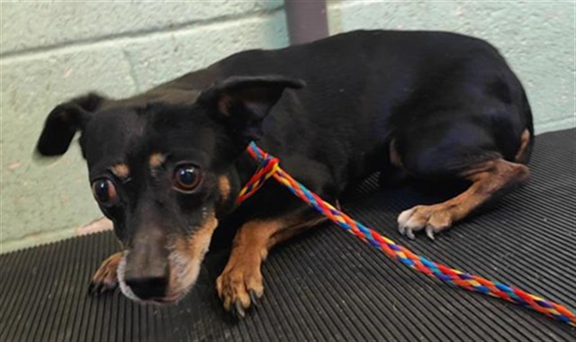 Shelter Stray Male Dog last seen KENWORTHY WAY & 24TH ST, 2127 Front St, Sacramento, CA 95818, USA