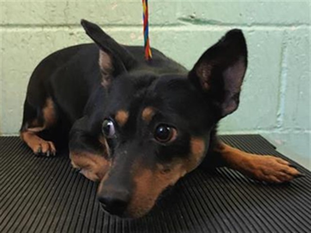 Shelter Stray Male Dog last seen KENWORTHY WAY & 24TH ST, 2127 Front St, Sacramento, CA 95818, USA