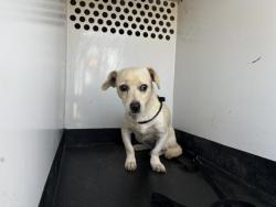 Shelter Stray Female Dog last seen AVE 260, TULARE, CA, Visalia, CA 93292, USA