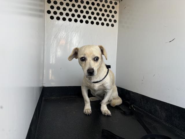 Shelter Stray Female Dog last seen AVE 260, TULARE, CA, Visalia, CA 93292, USA