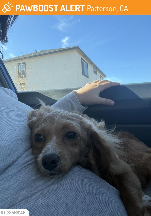 Found/Stray Female Dog last seen Sycamore and Cheshire, Patterson, CA 95363