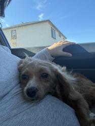 Found/Stray Female Dog last seen Sycamore and Cheshire, Patterson, CA 95363