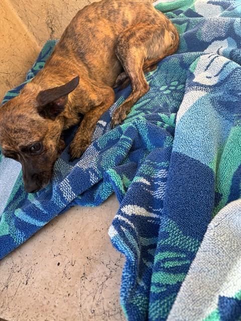 Shelter Stray Male Dog last seen NW 122 @ PENN MCD'S P-LOT, 2811 SE 29th St, Oklahoma City, OK 73129, USA