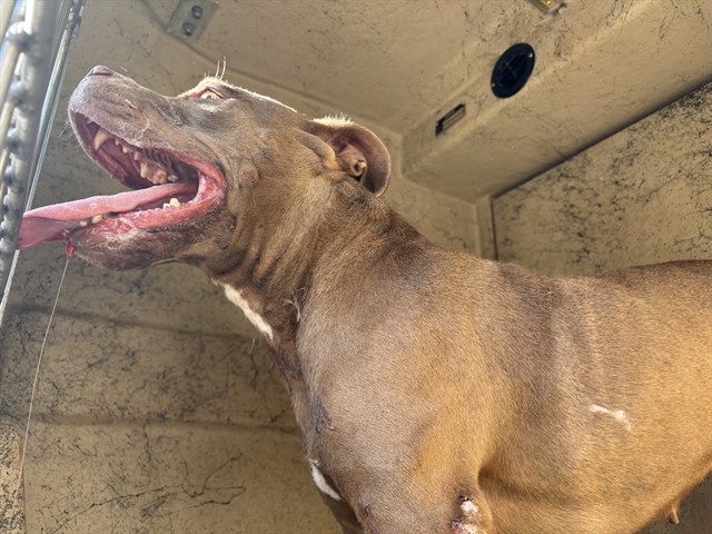 Shelter Stray Female Dog last seen Near BLOCK S MADOLE BLVD, 2811 SE 29th St, Oklahoma City, OK 73129, USA