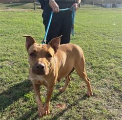Shelter Stray Female Dog last seen Near BLOCK S BRYANT AVE, OKLAHOMA CITY OK 73129, 2811 SE 29th St, Oklahoma City, OK 73129, USA