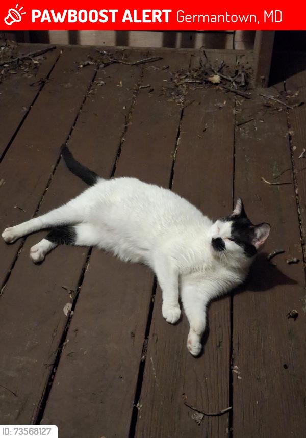 Lost Female Cat last seen Skip Jack Dr & Forest Brook Rd., Germantown, MD 20874