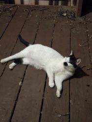 Lost Female Cat last seen Skip Jack Dr & Forest Brook Rd., Germantown, MD 20874