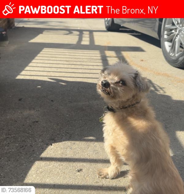 Lost Male Dog last seen Near evergreen ave, The Bronx, NY 10472