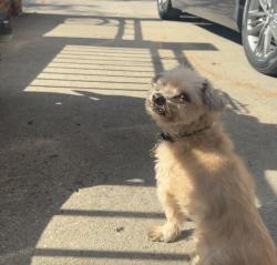 Lost Male Dog last seen Near evergreen ave, The Bronx, NY 10472