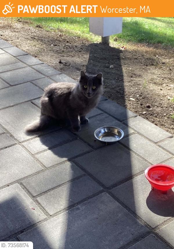 Found/Stray Unknown Cat last seen Massasoit rd, Worcester, MA 01604
