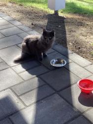 Found/Stray Unknown Cat last seen Massasoit rd, Worcester, MA 01604