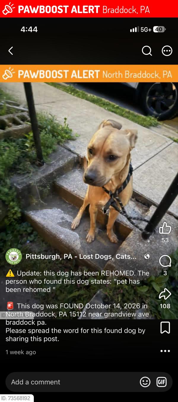 Lost Male Dog last seen Someone’s hse, Braddock, PA 15104