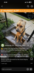 Lost Male Dog last seen Someone’s hse, Braddock, PA 15104