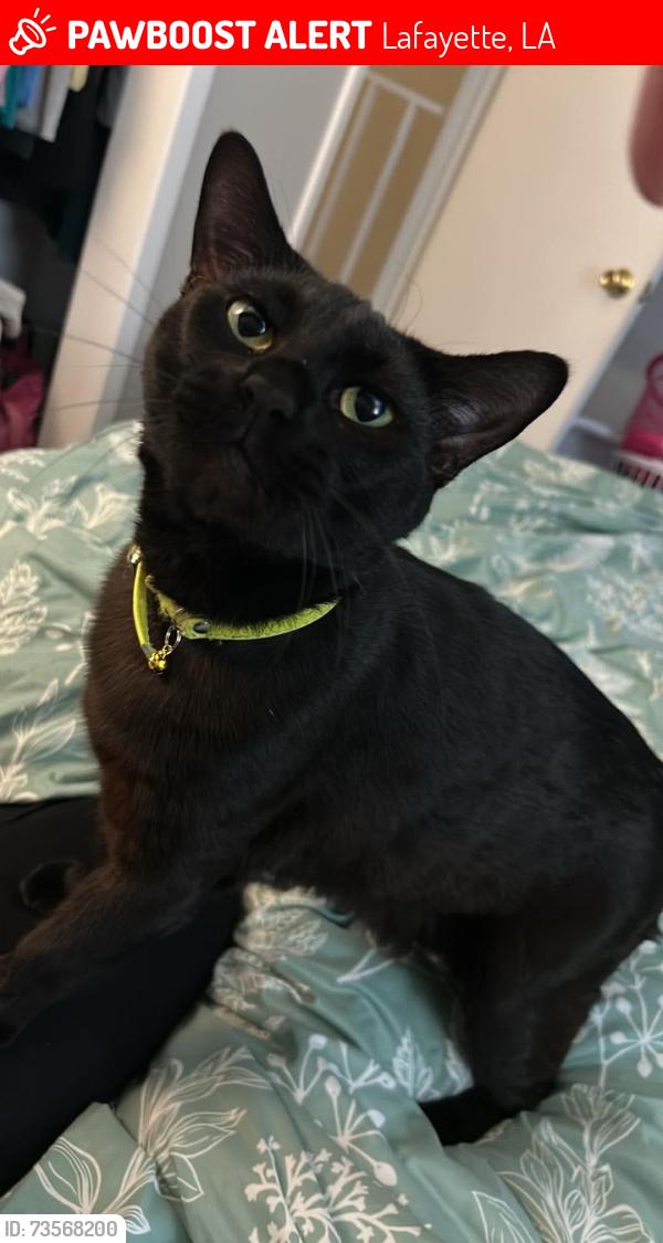 Lost Male Cat last seen Riverside swimming club, Lafayette, LA 70503
