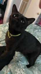 Lost Male Cat last seen Riverside swimming club, Lafayette, LA 70503