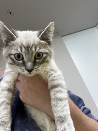 Shelter Stray Male Cat last seen Near BRADSHAW RD, Rancho Cordova, CA, 6201 Florin Perkins Rd, Sacramento, CA 95828, USA