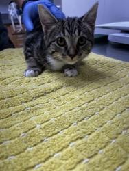 Shelter Stray Female Cat last seen Near BRADSHAW RD, Rancho Cordova, CA, 6201 Florin Perkins Rd, Sacramento, CA 95828, USA