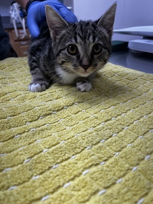 Shelter Stray Female Cat last seen Near BRADSHAW RD, Rancho Cordova, CA, 6201 Florin Perkins Rd, Sacramento, CA 95828, USA