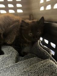 Shelter Stray Female Cat last seen Near OLSON DR, Rancho Cordova, CA, 6201 Florin Perkins Rd, Sacramento, CA 95828, USA