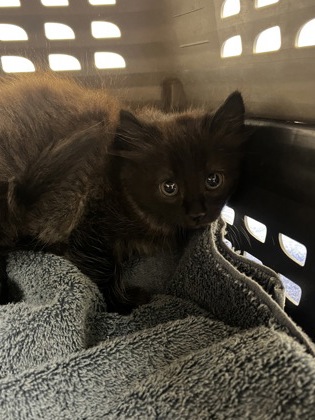 Shelter Stray Female Cat last seen Near OLSON DR, Rancho Cordova, CA, 6201 Florin Perkins Rd, Sacramento, CA 95828, USA