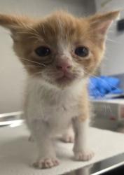 Shelter Stray Male Cat last seen Clovis and Dakota, Fresno Zone Fresno CO 2 93727, CA, 1510 W Dan Ronquillo Dr, Fresno, CA 93706, USA