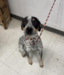 Shelter Stray Male Dog last seen , Harrison County, MS, 2615 25th Ave, Gulfport, MS 39501, USA