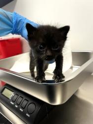 Shelter Stray Female Cat last seen Saint Basil Cir. and St. Patrick Lane, Roseville City, CA, 200 Tahoe Ave, Roseville, CA 95678, USA