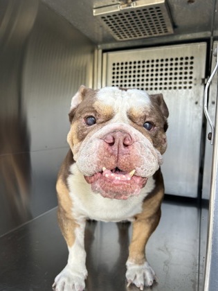 Shelter Stray Male Dog last seen Near SANDY LN, East District, TX, 355 Hillshire Dr, Haslet, TX 76052, USA