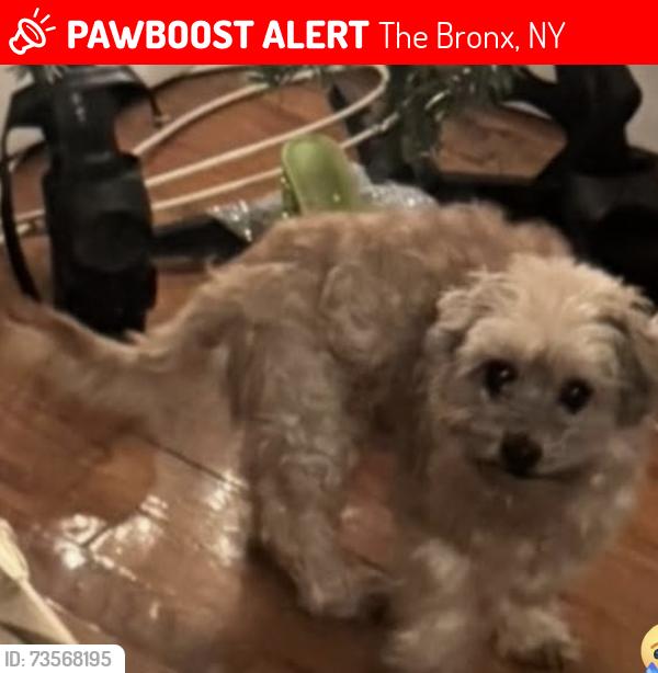 Lost Male Dog last seen Evergreen ave Bronx NY, The Bronx, NY 10473