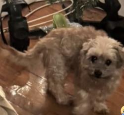 Lost Male Dog last seen Evergreen ave Bronx NY, The Bronx, NY 10473
