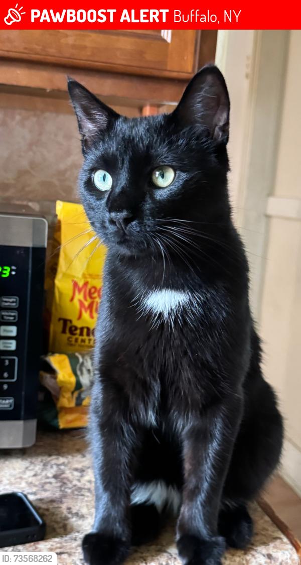 Lost Male Cat last seen 14th st or normal ave, Buffalo, NY 14213