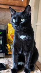 Lost Male Cat last seen 14th st or normal ave, Buffalo, NY 14213