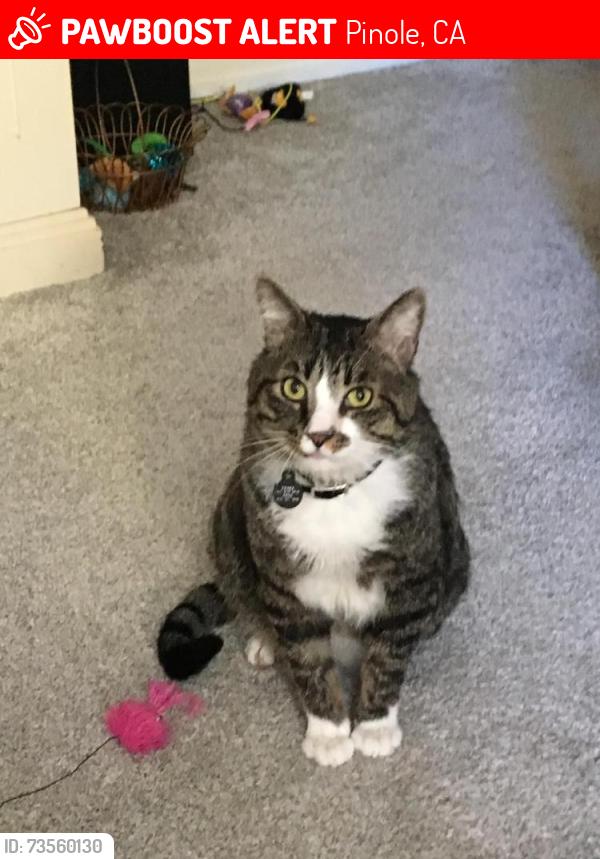 Lost Male Cat last seen Live Oak Lane and DelMonte Way, Pinole, CA 94564