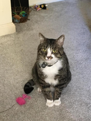 Lost Male Cat last seen Live Oak Lane and DelMonte Way, Pinole, CA 94564
