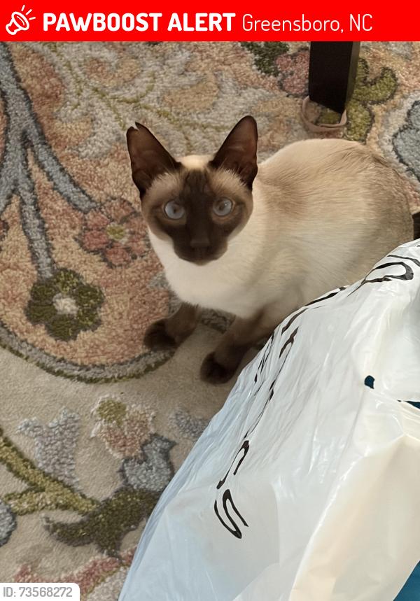 Lost Female Cat last seen Greensboro, Greensboro, NC 27401
