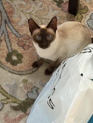 Lost Female Cat last seen Greensboro, Greensboro, NC 27401